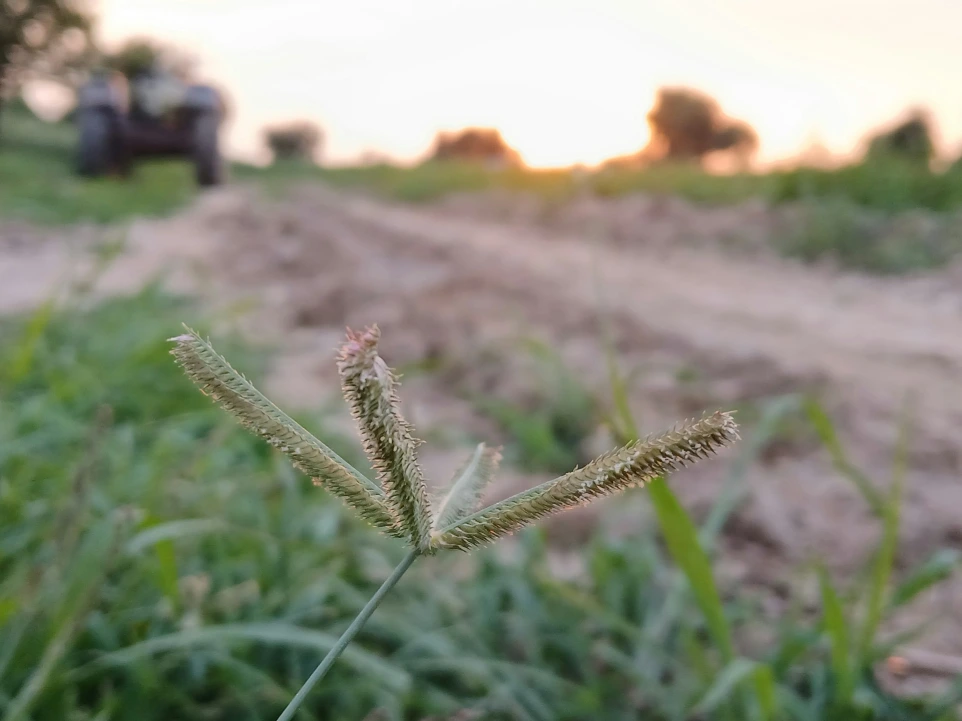 A close up of a plant in a field